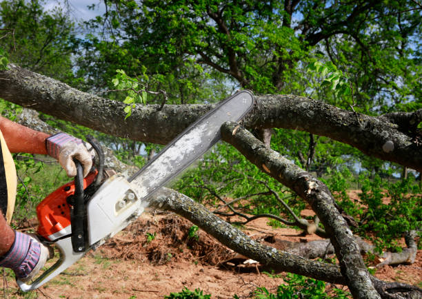 Best Stump Grinding and Removal  in Palmyra, NJ